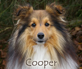 Viking des Bordes Rouges, dit Cooper