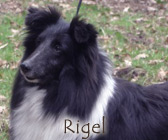 Rigel Noire du Grand Pr d'Ortignac